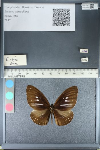 Media type: image;   Entomology 161239